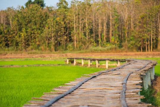 Wooden bamboo path bridge spanning in the green rice field countryside with soft light in the evening for Thailand tourism travel concept