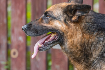 Long-haired German shepherd dog with his tongue hanging out in the yard of the house against the background of a fence