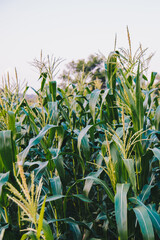 Selective focus of green baby corn in the corn field farm with soft light in the evening for agriculture concept in countryside farm