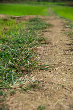 Selective focus on dried grass with footpath walkway for concept idea