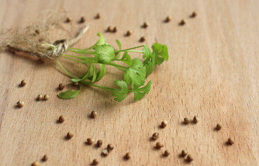 coriander seeds and grown green coriander on a wooden board