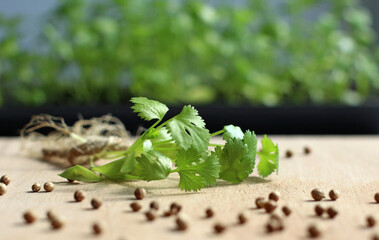 coriander seeds and grown green coriander on a wooden board
