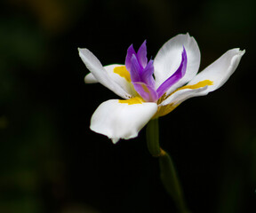 Obraz na płótnie Canvas Fairy iris is a large white perennial plant native to South Africa