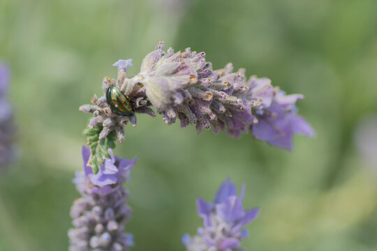 A Chrysolina americana beetle, known as the "Rosemary beetle", a species of beetles belonging to the family Chrysomelidae, on a lavender flower 