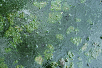 Background with a green mud on the puddle surface