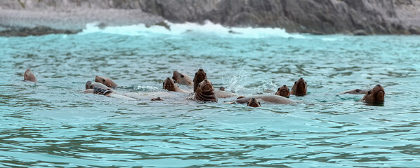 Rookery Steller sea lions. Island in Pacific Ocean near Kamchatka Peninsula.