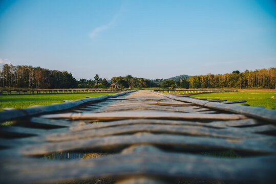 Selective focus on wooden bamboo path bridge spanning in the green rice field countryside with soft light in the evening for Thailand tourism travel concept