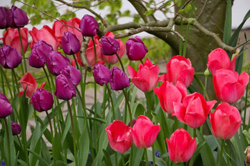 flowerbed with colorful tulips in the garden