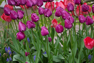 flowerbed with colorful tulips in the garden