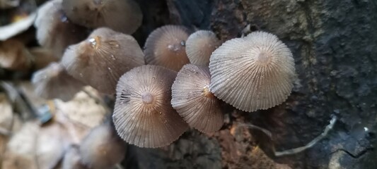 mushrooms growing on old wood