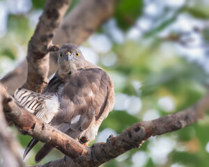 Sparrow Hawk Cleaning his feathers