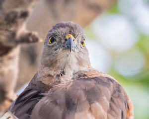 Sparrow Hawk a closer look