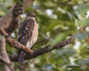 Sparrow Hawk in Natural Habitat