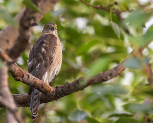 Annoyed Sparrow Hawk