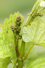 Vigne - jeunes pousses - grappes de raisin