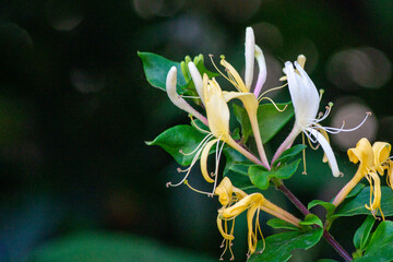 Fragrant honeysuckle, climbing ornamental plant