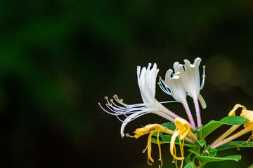 Fragrant honeysuckle, climbing ornamental plant