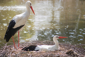 Two Storks standing on a nest, nearby the water, during daytime