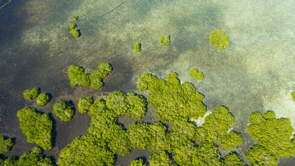 Tropical mangrove green tree forest view from above, trees, river. Mangrove landscape, Ecosystem and healthy environment concept. Bohol,Philippines.