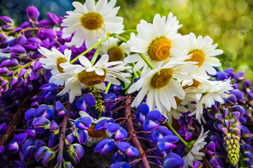 bouquet of blue flowers and daisies, wildflowers in a summer meadow