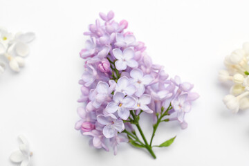 Beautiful lilac flowers on white background