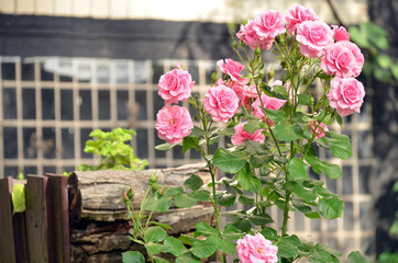 pink and white roses