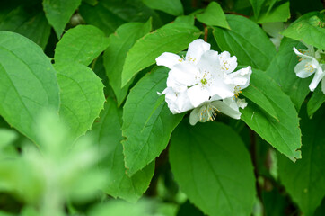 white flowers on leaves