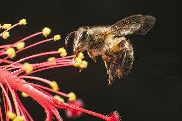 A closeup photo of a bee approaching a flower
