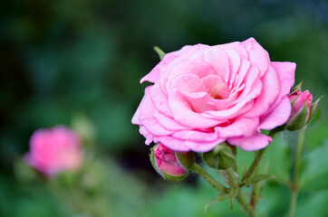 pink rose