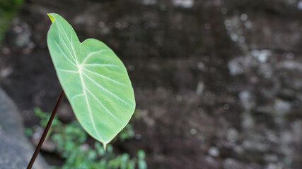 new green leaf born on stone , green leaf ,nature stock photo,select focus.