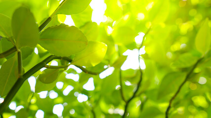  green leaf in the first background in the forest,select focus.