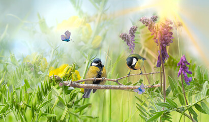Chickadee birds on a branch among wildflowers. Abstract artistic blurred pastel background. Beautiful spring green background