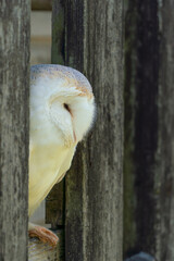 barn owl peeping out of the wooden barn