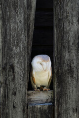barn owl peeping out of the wooden barn