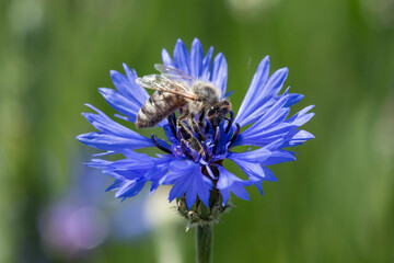Biene auf einer Kornblume