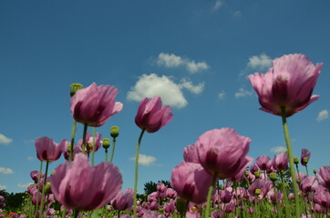 poppy field in bavaria, lilac poppies