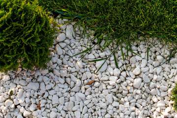 Top view on a garden small tree with white stones. Garden decoration.