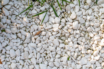 Top view on a garden small tree with white stones. Garden decoration.