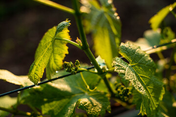 Small grapes on a background of green leaves,unripe bunch of grapes