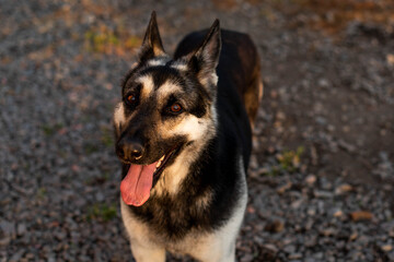 A teenage Eastern European shepherd dog sits with its ears raised on the lawn next to the house.
