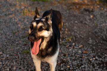 A teenage Eastern European shepherd dog sits with its ears raised on the lawn next to the house.