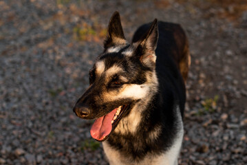 A teenage Eastern European shepherd dog sits with its ears raised on the lawn next to the house.