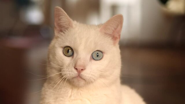 Portrait of a white cat with one green and one blue eye. Head shot.