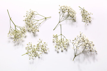 Beautiful gypsophila flowers on white background