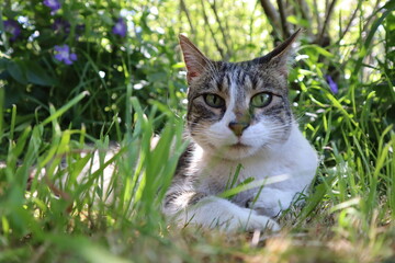 Colorful wild cat in nature atmosphere, fluffy kitten in the gras, white domestic feline in nature, curiously green eyes watching you, closeup from an attention hunter