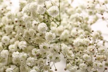 Beautiful gypsophila flowers on white background, closeup