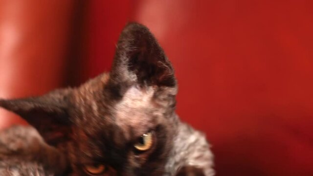 Portrait of an adorable yawning Devon rex kitten with huge ears. 