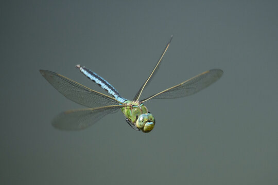 Gro&szlig;e K&ouml;nigslibelle im Flug