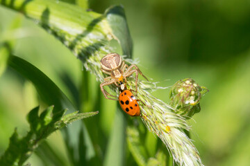 Spinne mit einem Marienkäfer als Beute