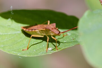 bug on a leaf
